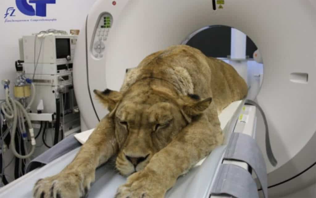 featured-unstable-trauma